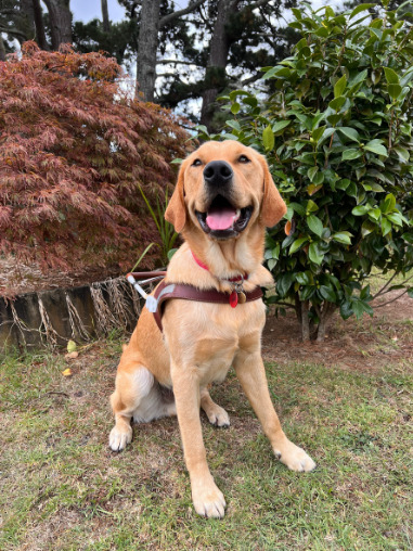 Guide Dog Parker wearing his qualification harness