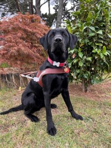 Guide Dog Layton wearing his qualification harness