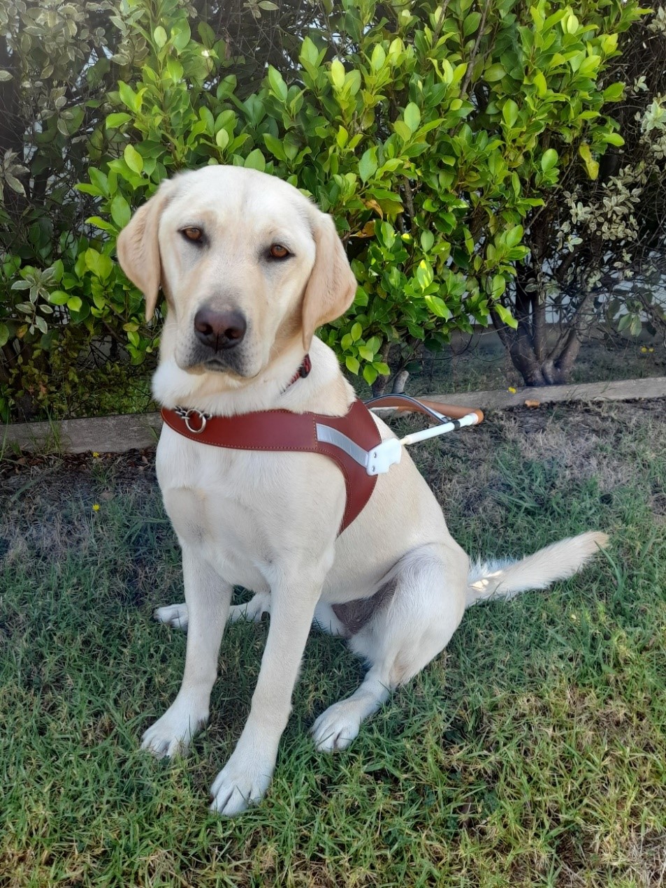 Guide Dog Ozzy wearing his qualification harness