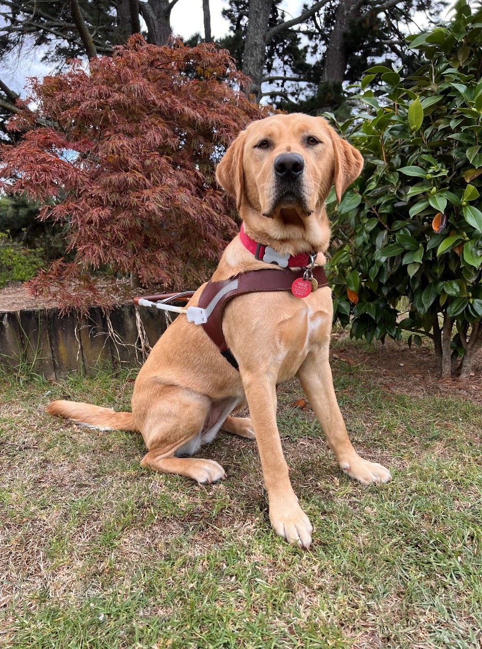 Guide Dog Sienna wearing her qualification harness