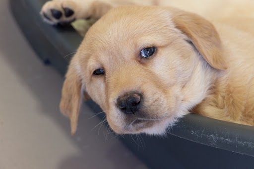 Guide Dog looking at the camera