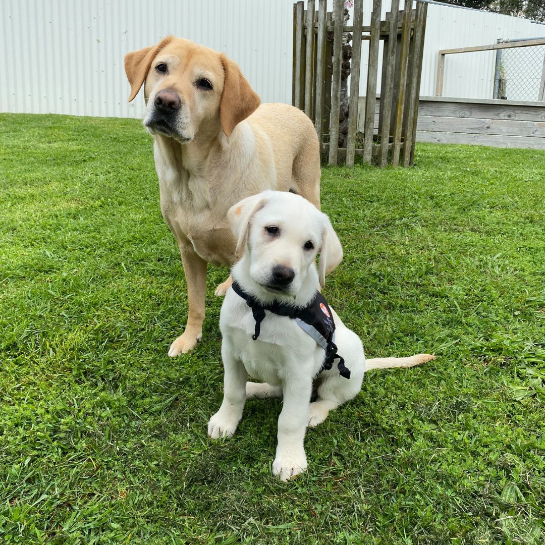 An adult yellow Labrador standing on grass behind a sitting white Labrador puppy wearing a black training harness.