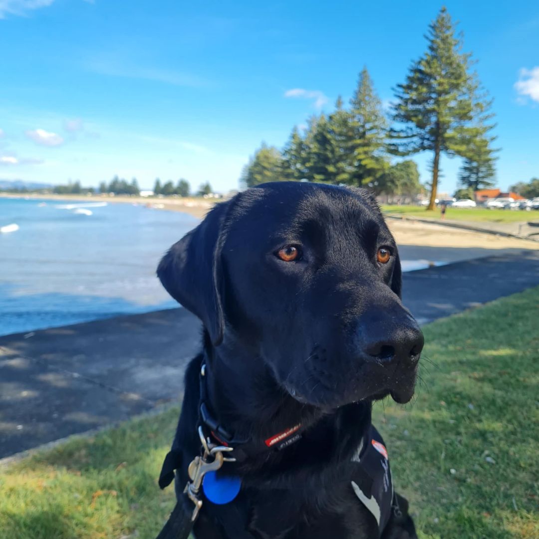 A profile close-up of a black Labrador sitting near a beach, looking out towards the ocean and pine trees under a blue sky.