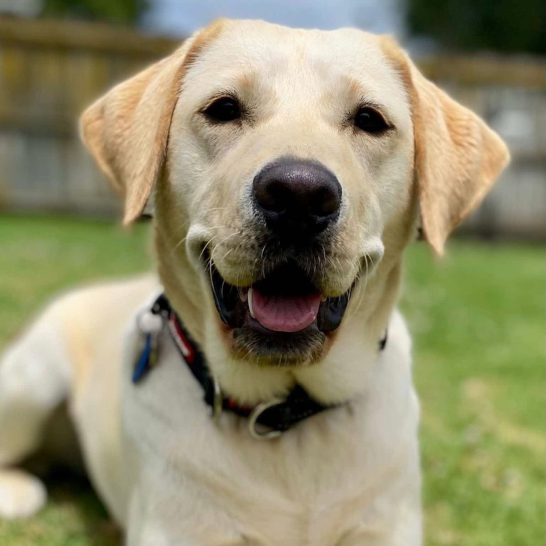 A close-up of a happy yellow Labrador Retriever (Sandy) lying on green grass, looking directly at the camera with a smiling expression.