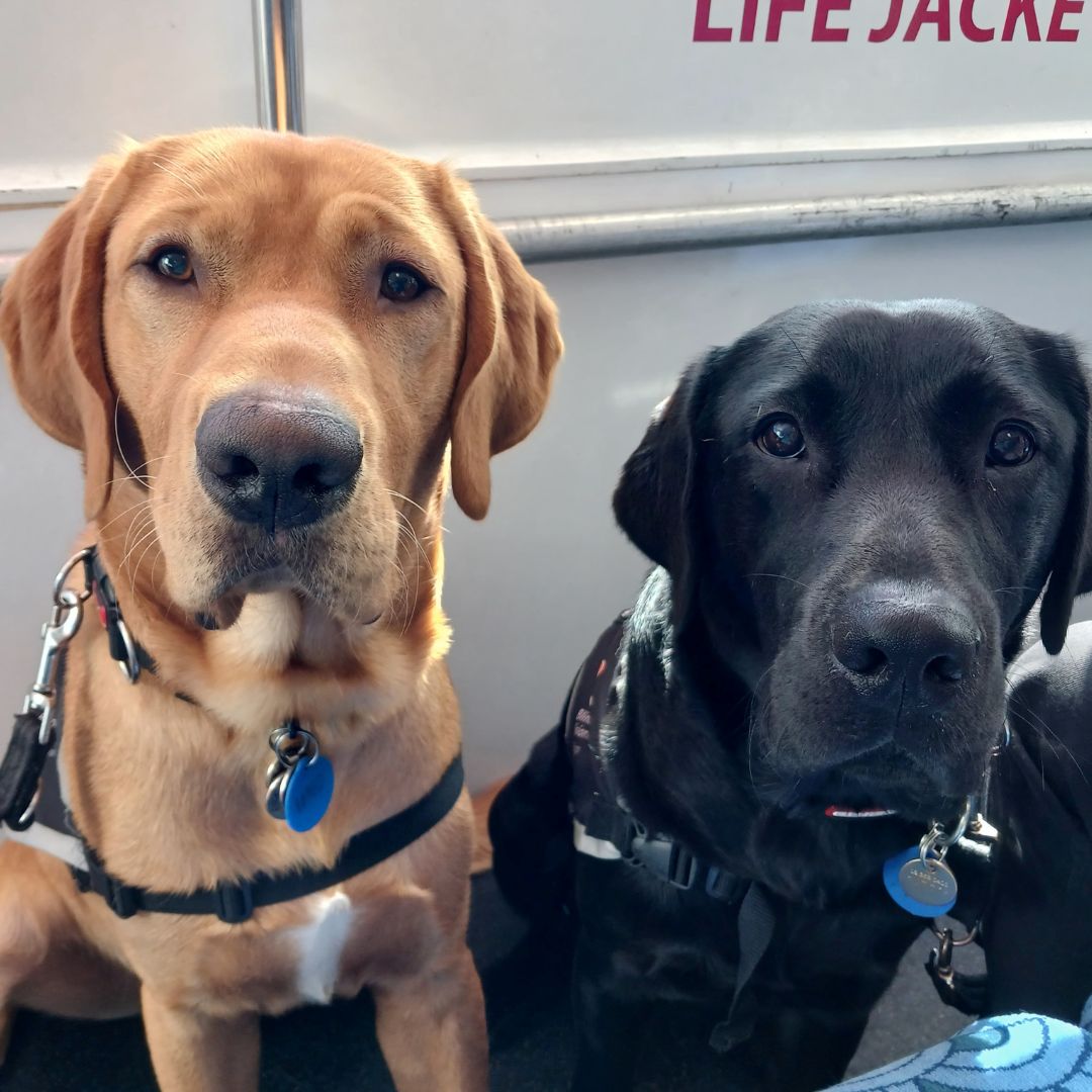 A golden Labrador (Uno) and a black Labrador (Tully) sitting side-by-side, both wearing harnesses and looking directly at the camera.