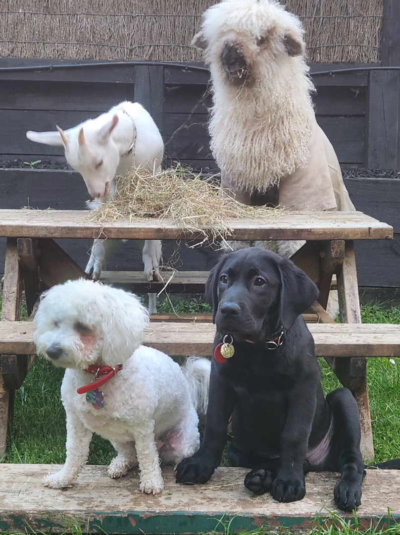 A black Labrador puppy and a small white fluffy dog sit on the bottom step of a wooden garden bench. Behind them, a young white goat eats a pile of hay, while a large Valais Blacknose sheep with long, curly white wool stands tall on the top level.