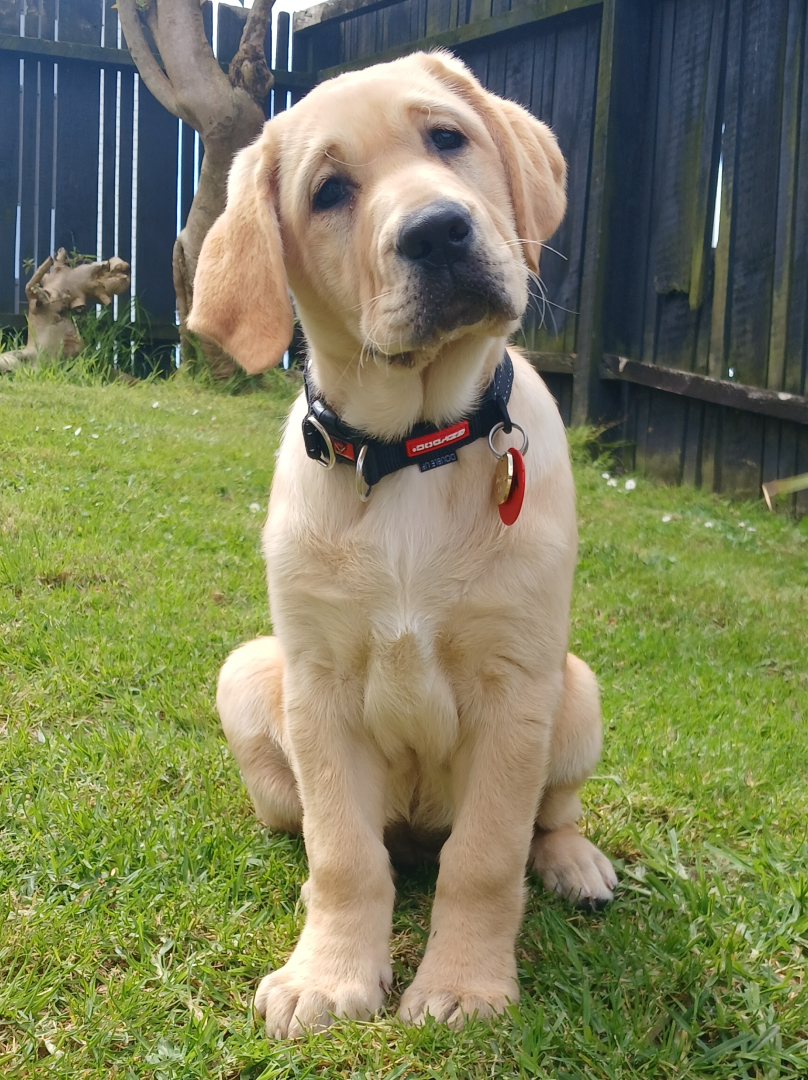 A dog sitting on the grass looking at the camera with a tilted head.