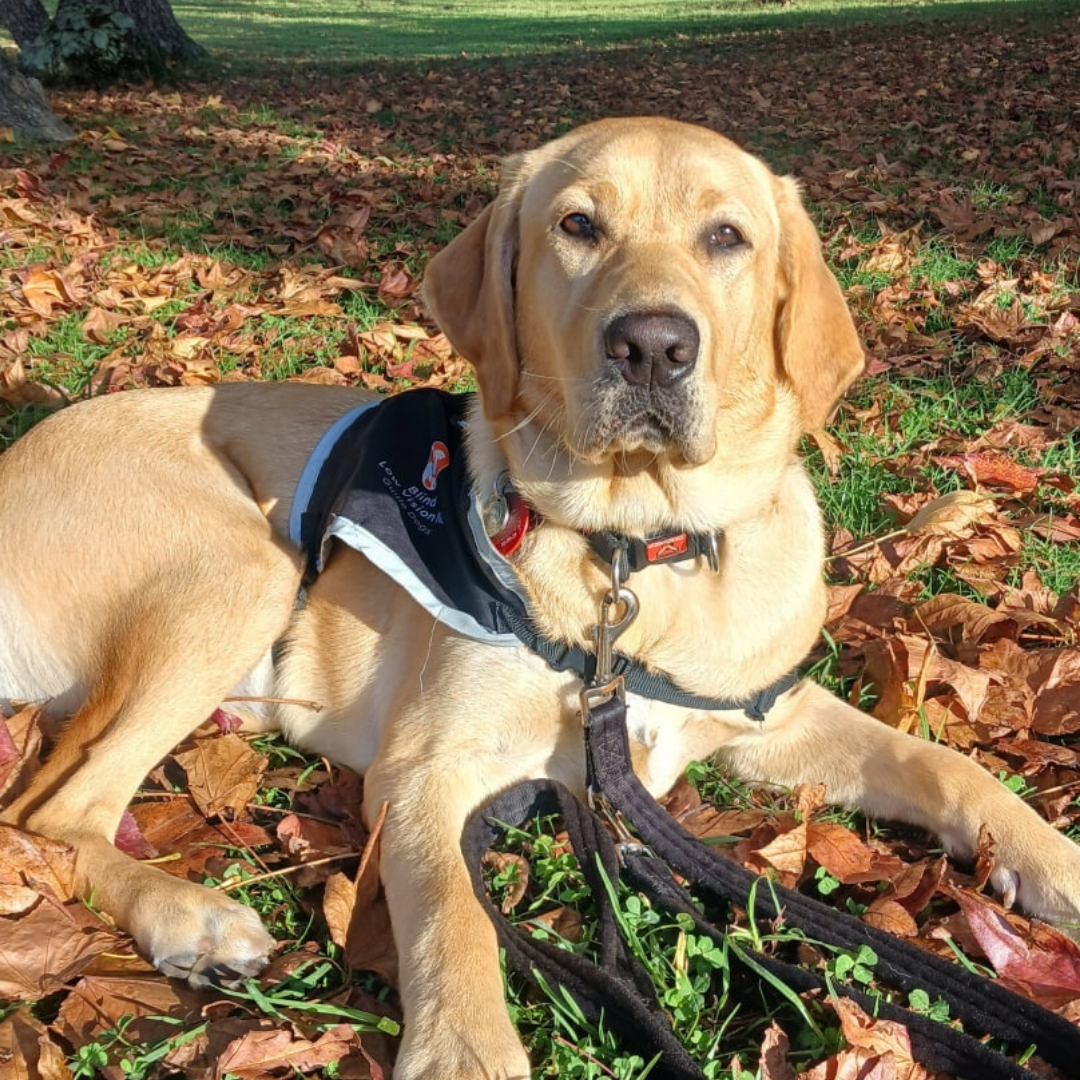Isha, a golden guide dog in training, rests in her guide dog jacket on a pile of orange leaves.