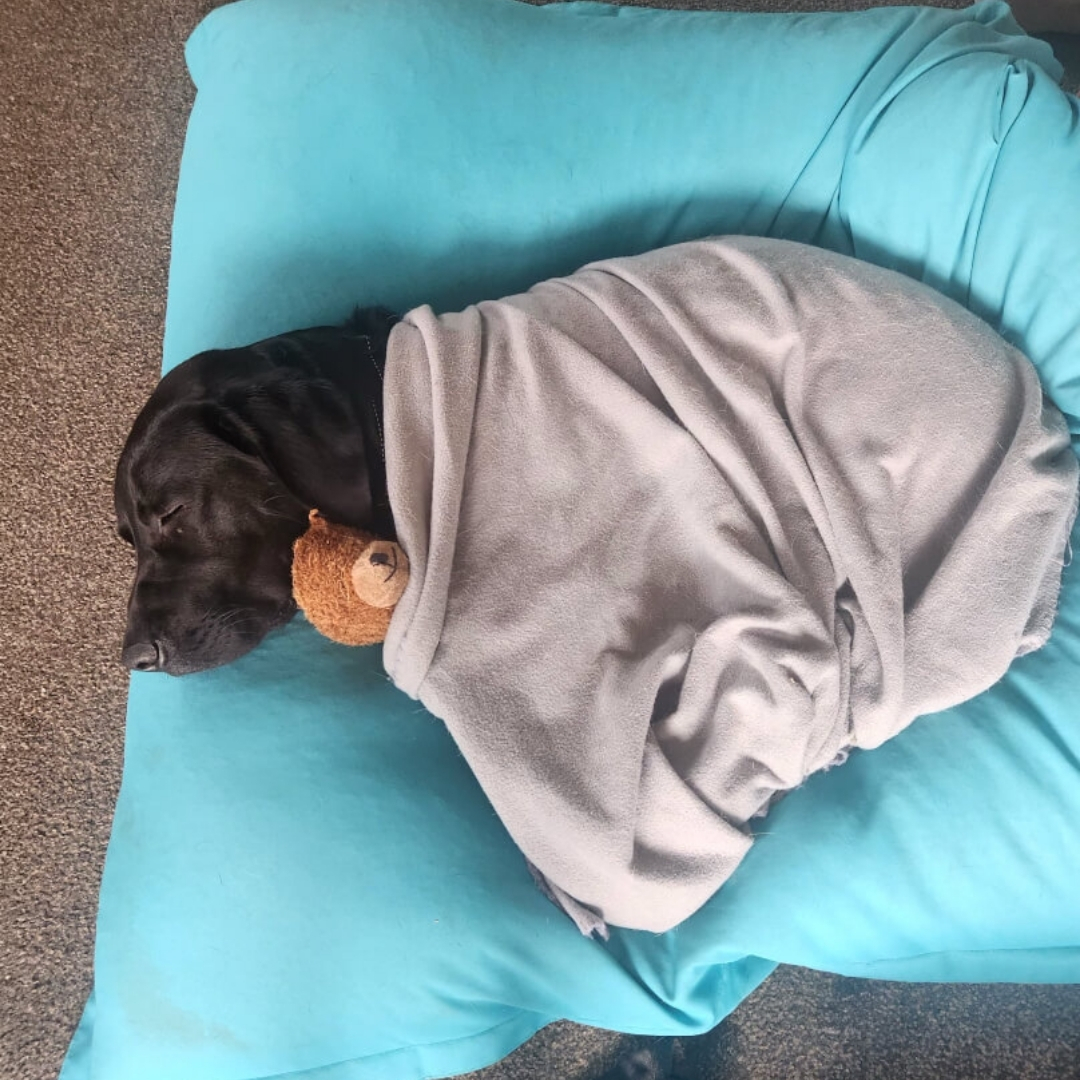 Hamish, a black guide dog puppy, sleeps peacefully in his big blue bed. He is snuggled up with his teddy.