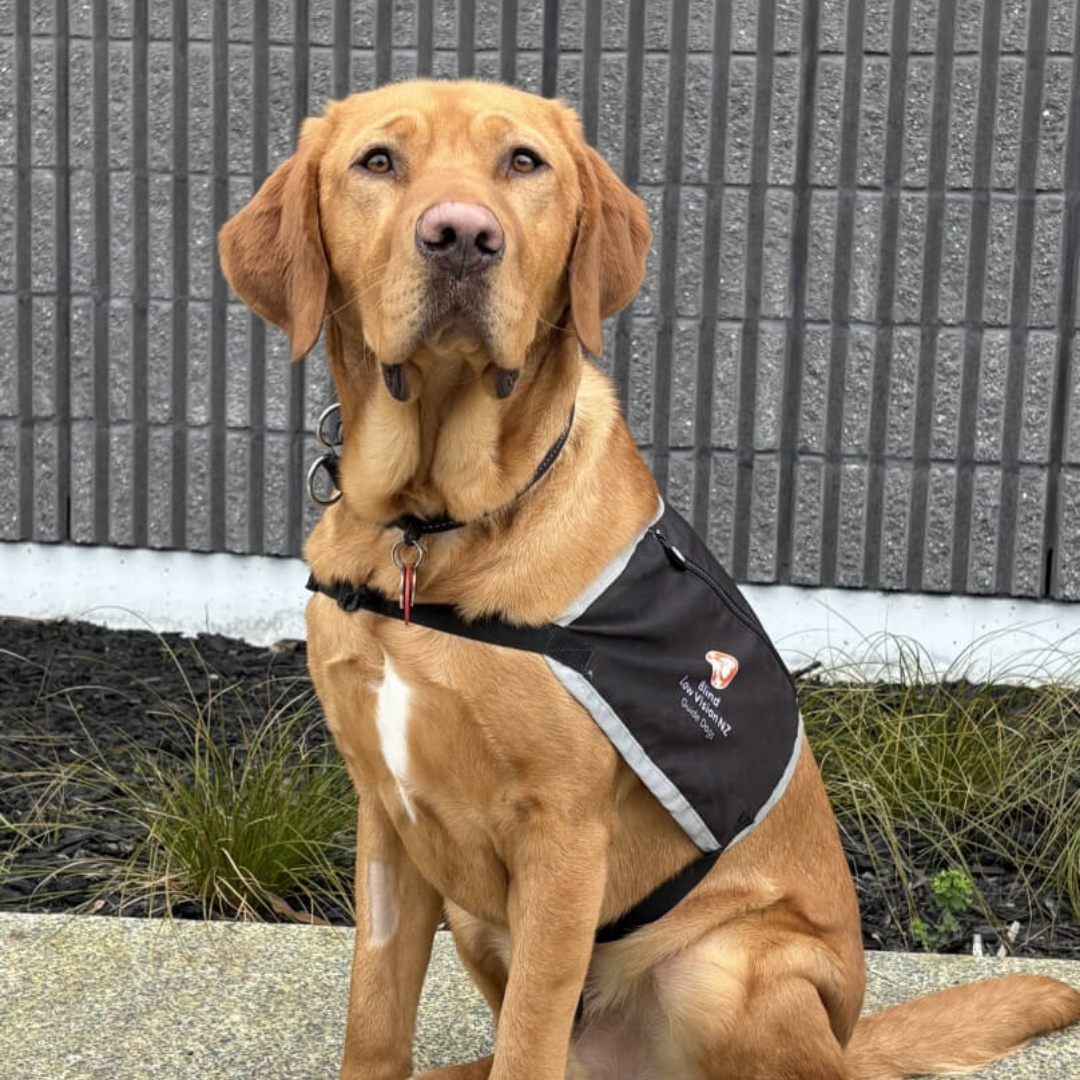 Uno, a golden guide dog, stands outside the Development Centre in his Guide Dog jacket.